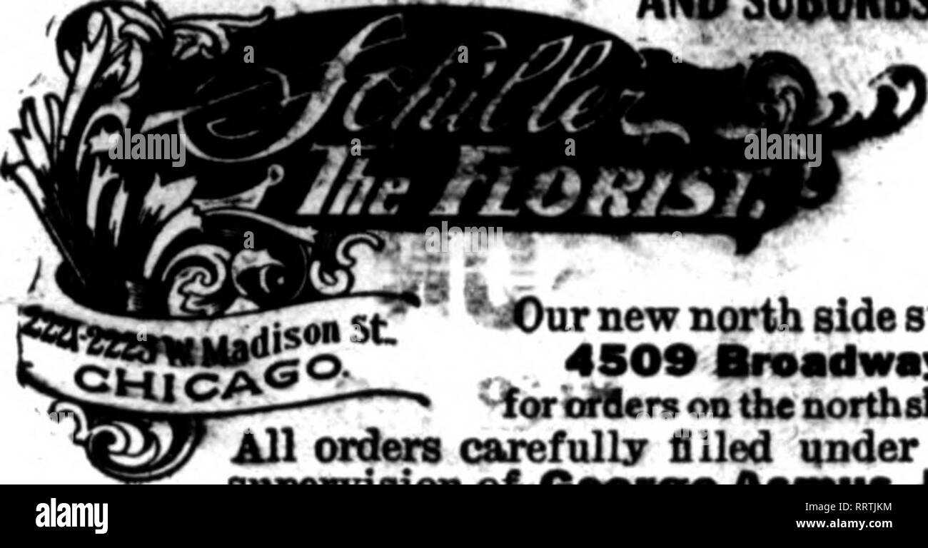 . Fioristi' review [microformati]. Floricoltura. 737-739 Buckingham Place L. D. Telefono HIC P fa lil2Graceland V, * niV.^/JlV-r inviateci i vostri ordini al dettaglio. Abbiamo le migliori strutture nella città siamo in grado di assicurarvi il miglior servizio con la regolare di sconto su tutti i vostri ordini al dettaglio per le seguenti città: - Austin, Oak Park, River Forest. Maywood, Riverside, la Orange, Western molle, Hinsdale. Olen Ellyn, Wlieaton e Elmhurst, su sliort preavviso. La KLIMMEfl serre 812 Dunlop Ava. Parco FORKST, ill. Parlare di Th. La revisione quando yon scrivere. f^"OHIC*aOser'^fcf:^^^'"' gallese. Fioraio, 4407 Foto Stock