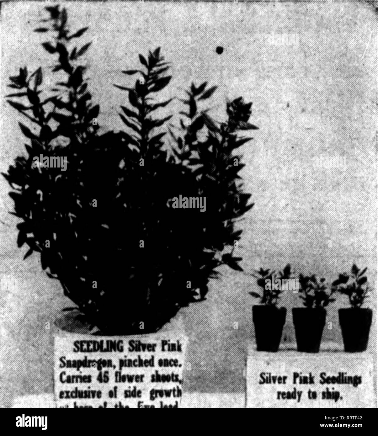 . Fioristi' review [microformati]. Floricoltura. •/8 fioristi"Review Afbil 23, 1914. Produttività è lo slogan "Battiti nulla di ciò che abbiamo visto."-Gude Bros. Co., Washington, D. C. Fancy impianti continuano a prezzi stracciati di $20.00 per 1000; $3.00 per 100; 200 per $5.00. Hanno poche centinaia di vendite di biancheria da letto. G. S. RAMSBURG,. 9RP ' (xdunt I Sup^Mw, piicM MM. C"nw 4S r Dnrw (xdunt il ok pvni lM"t tkt fenM ho Silmriifc! Mil '"'?f- magie di profitto facendo "grand con me. Portare- ing buon prezzo in N. Y. mar- ket."-Wm. M. Mathews, Great Neck, N. Y. seme, $1,00 al pacchetto; 3 per Foto Stock