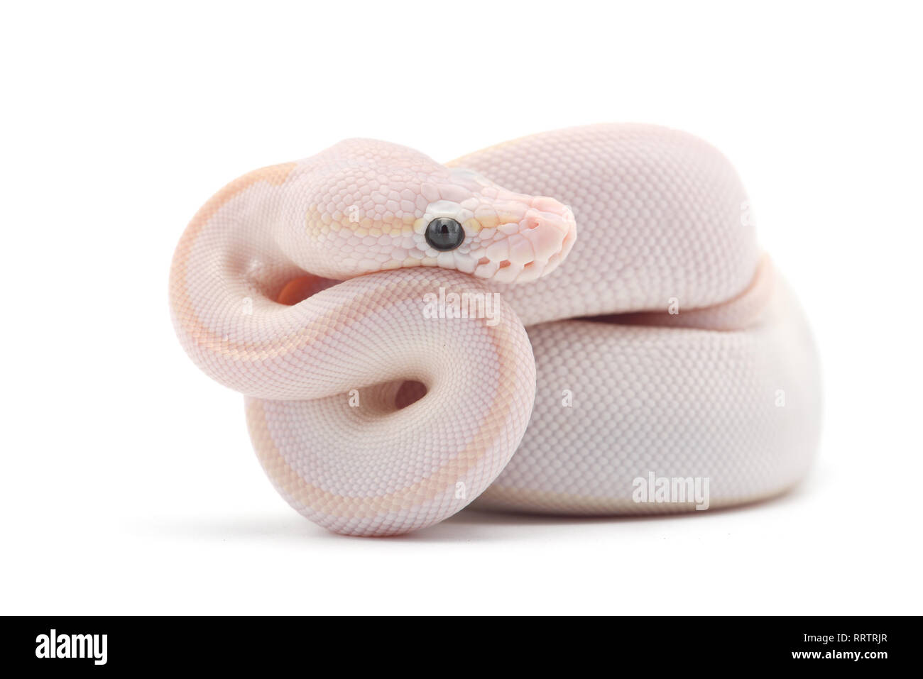 Sfera di serpente python isolati su sfondo bianco Foto Stock