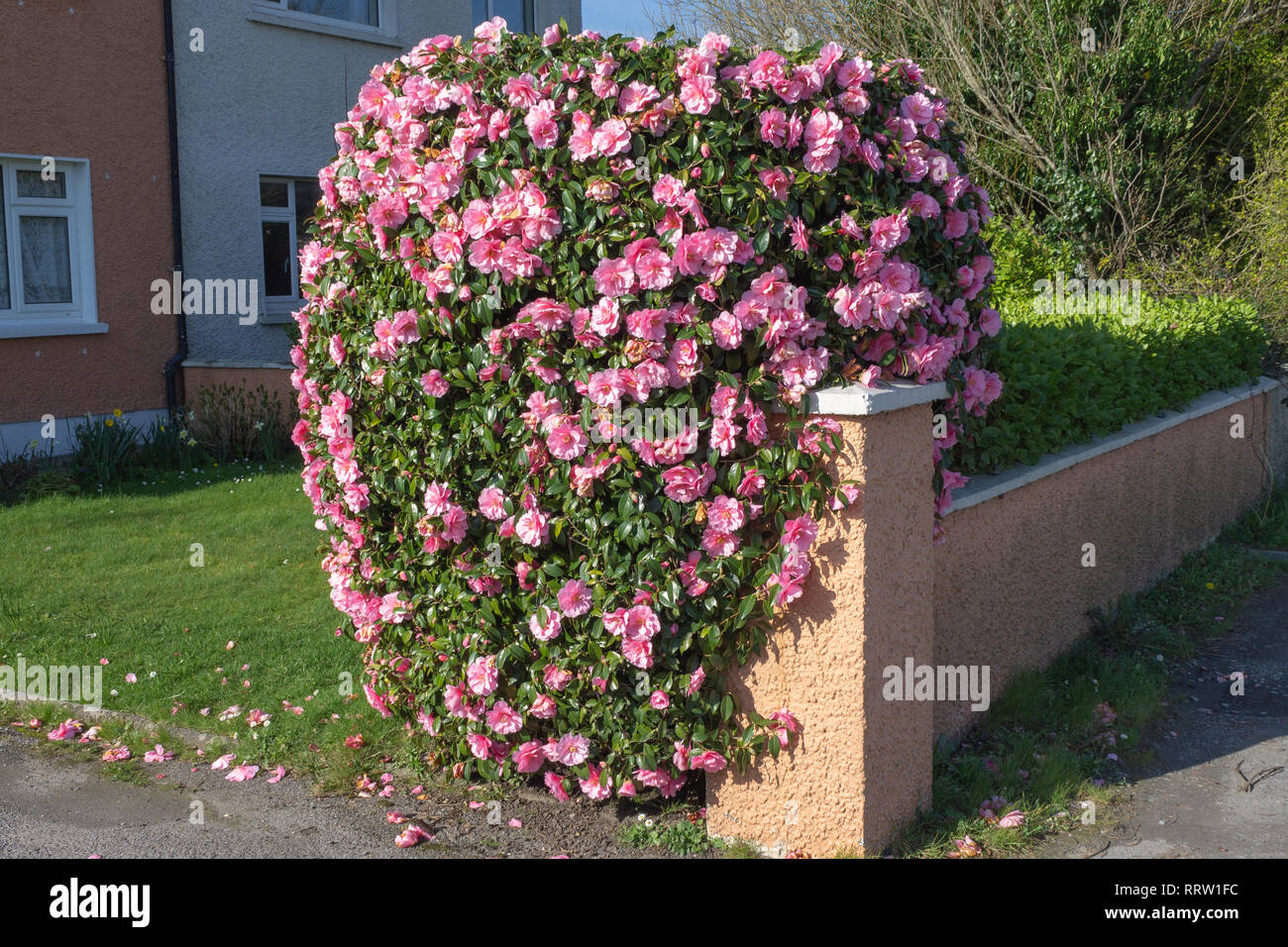 Camellia x williamsii donazione arbusto o bush in piena fioritura di fiori di colore rosa Foto Stock
