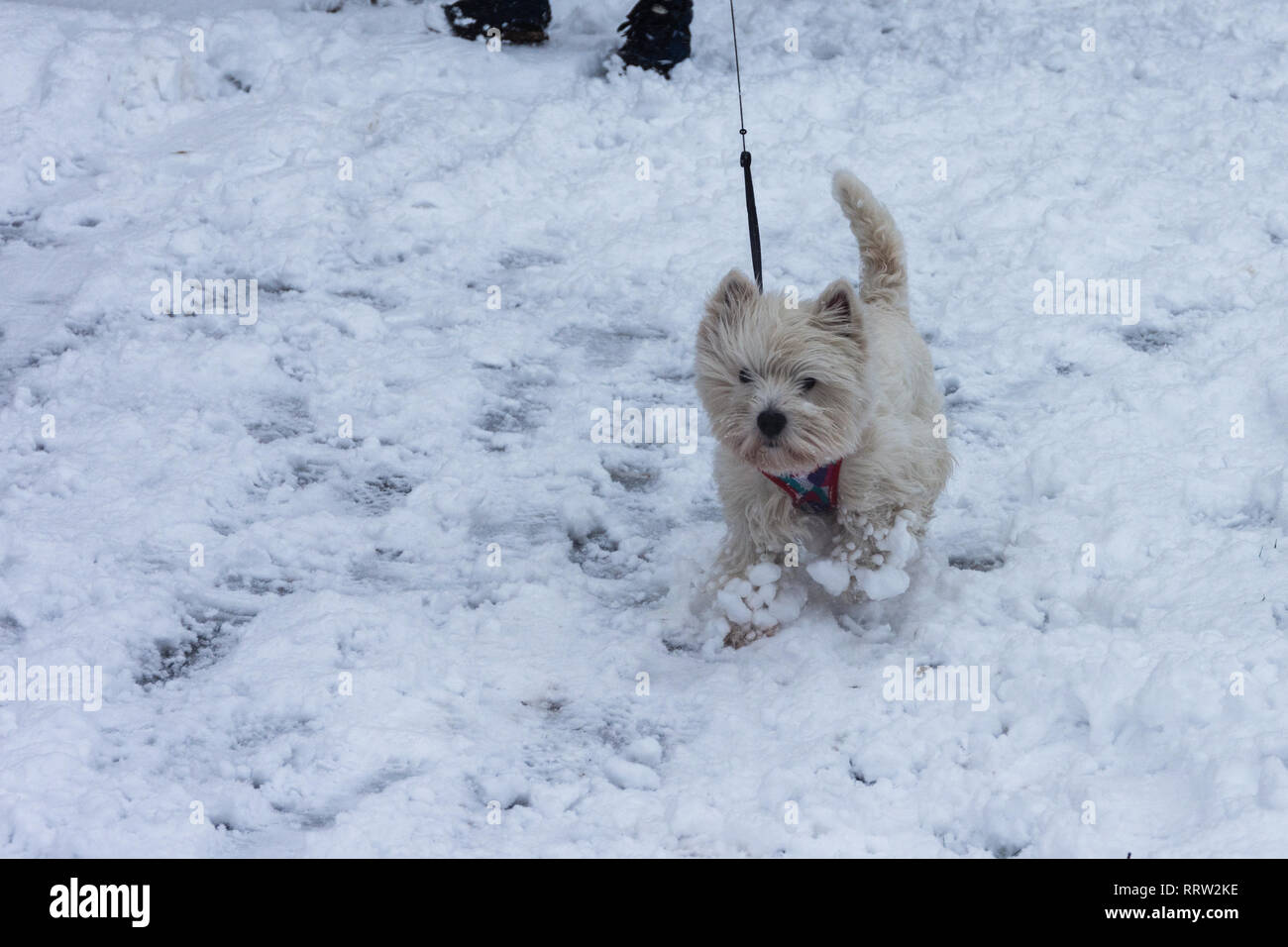 West Highland White Terrier godendo di una passeggiata nella neve. Foto Stock