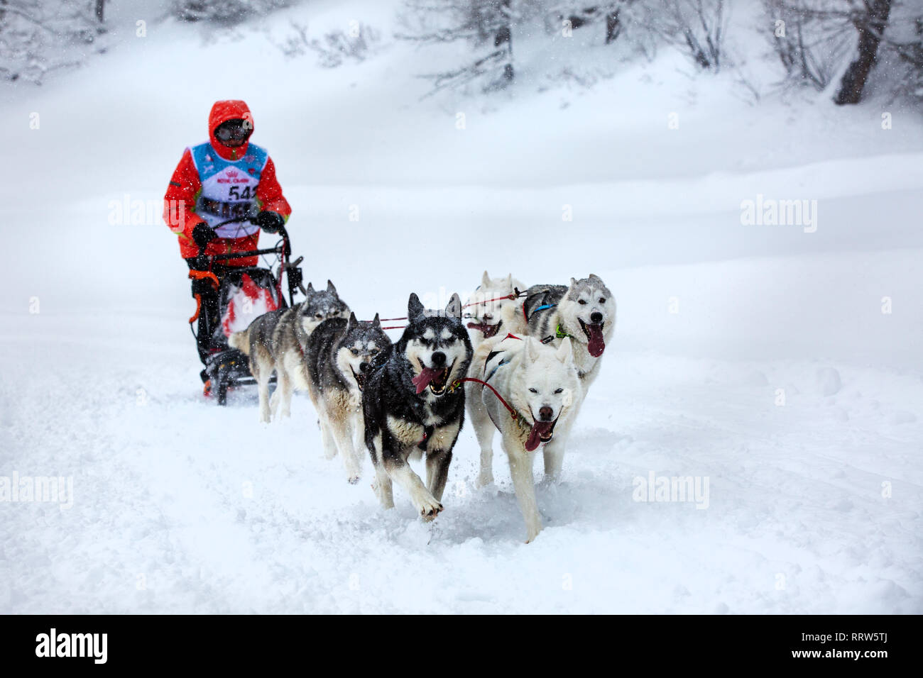 Francia, Bessans - Febbraio 1, 2019: Campionati Mondiali di sleddog sport. Team slitte trainate da cani che corre lungo una strada innevata durante forti nevicate Foto Stock