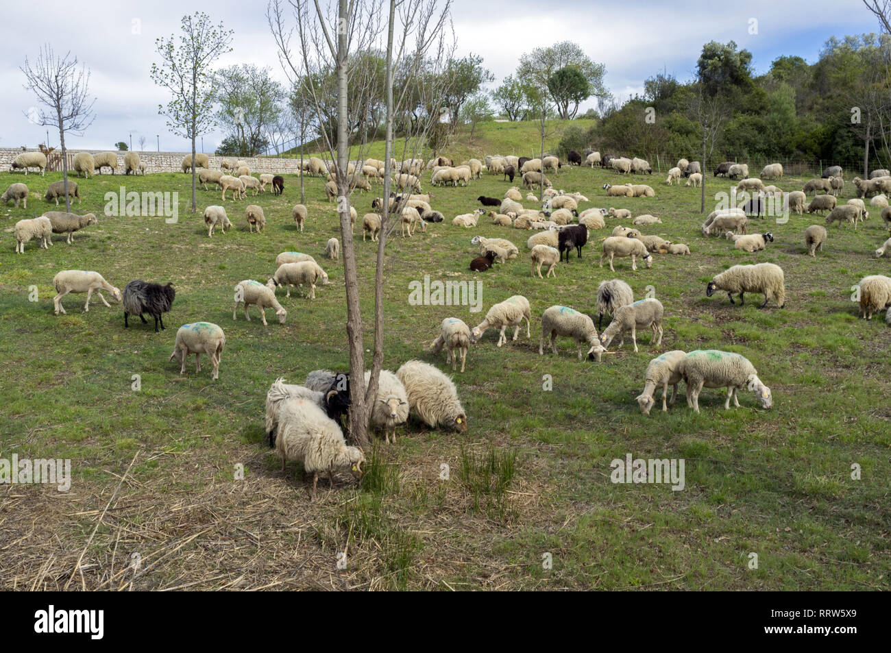 Manutenzione di spazi verdi da un gregge di pecore nel quartiere Malbosc a Montpellier Francia Foto Stock