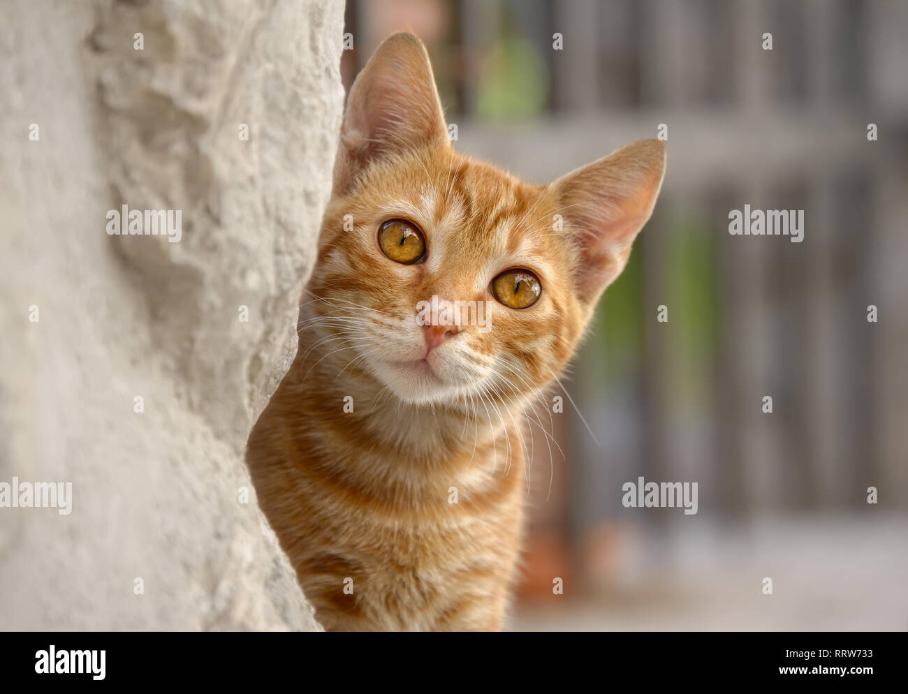 Carino Rosso tabby gattino il peering curiosamente da dietro un muro, un close-up verticale Foto Stock