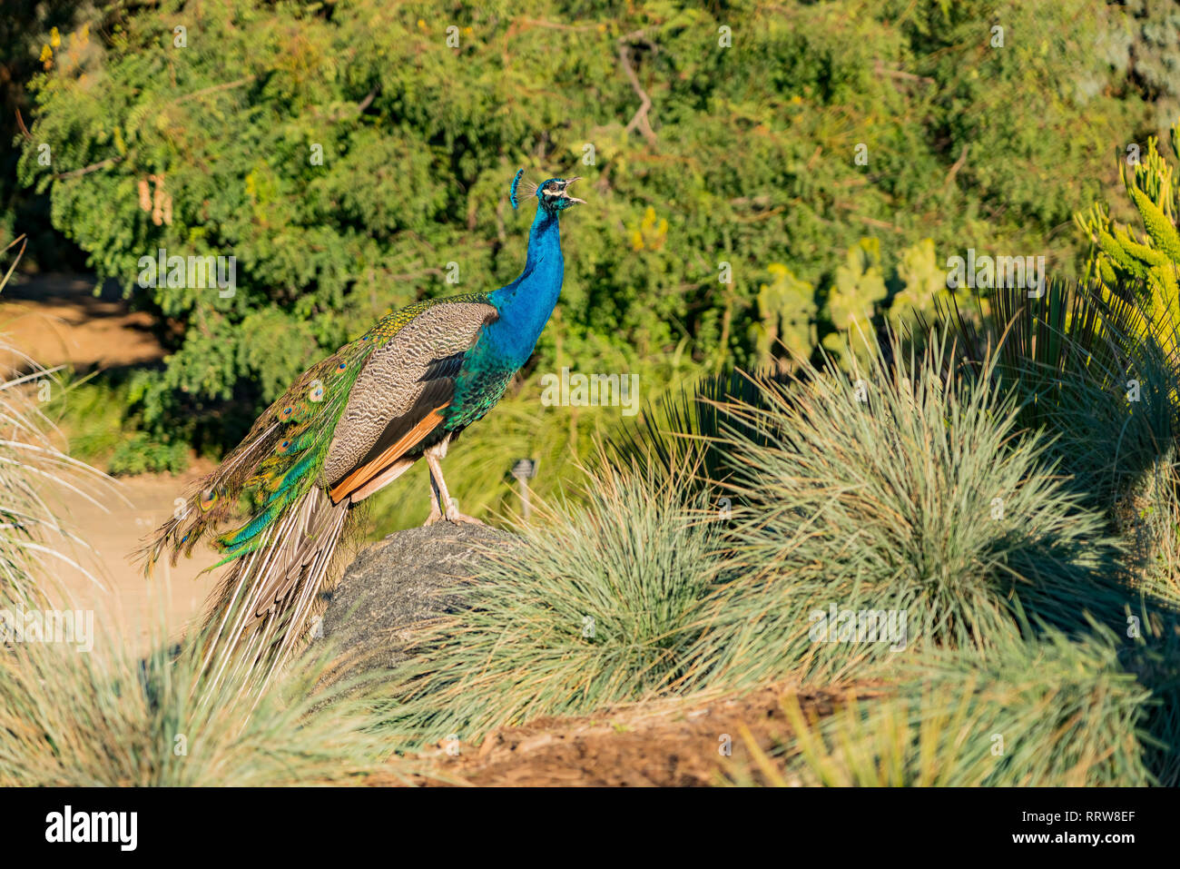 Peacock in piedi nella foresta a Los Angeles in California Foto Stock