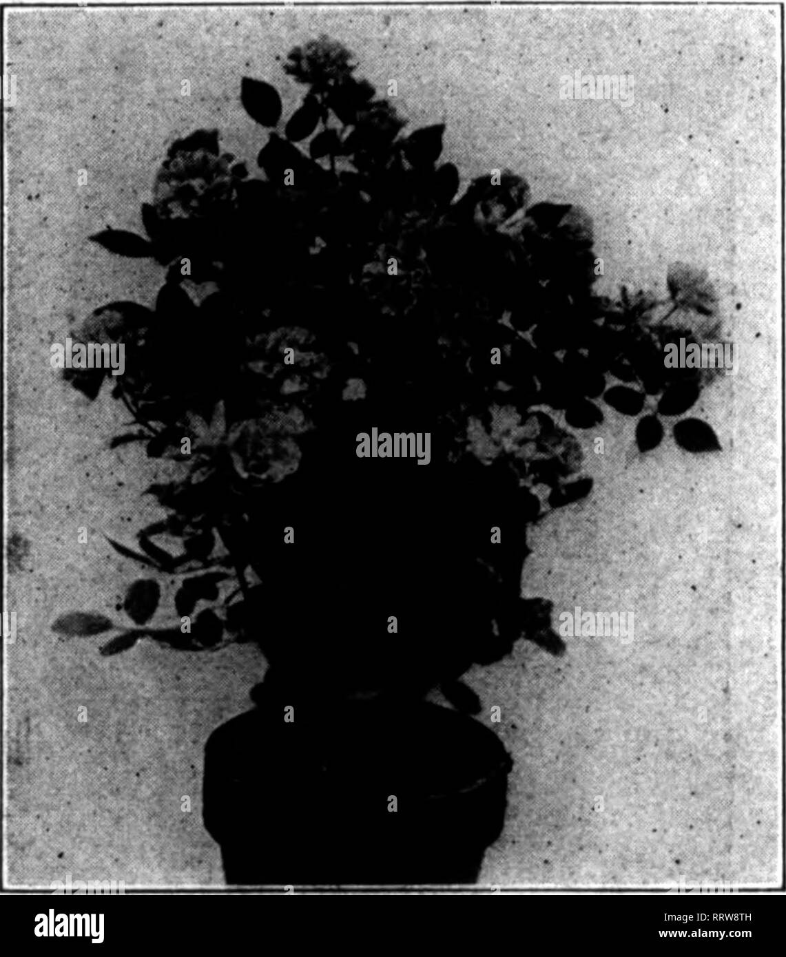 . Fioristi' review [microformati]. Floricoltura. Tausendschon Fiore di Fairfield. BabylRambler POT-ttROWN PASQUA ROSE $6.00,19.00, $12.00. $16,00 per doz. 5.00, 7.00, 9.00, 12.00 per doz. 4.00 b.OO, 7,00 per doz. 8regina Alexandra, ladstone Van der Cruyssen... Niobe Madame Enckbaute SPIRAEA $4.00, $5.00. $6,00 per doz. , 4.00. 5.0O, 6.00perdoz. Azalee .)1.00, $1.26, $1.50, $2.50, $3.00, $3.50 eacb 1.go e 2,00 ogni 1.00. 1,26 e 1,50 ogni ciclamino piantine meraviglia di Wandsbek piantine, da 4 a 6 foglie; rosa, gigante bianco e rosso sangue $4.00 per 100 Persicum miscelati 3,50 per 100 assortiti comune Foto Stock