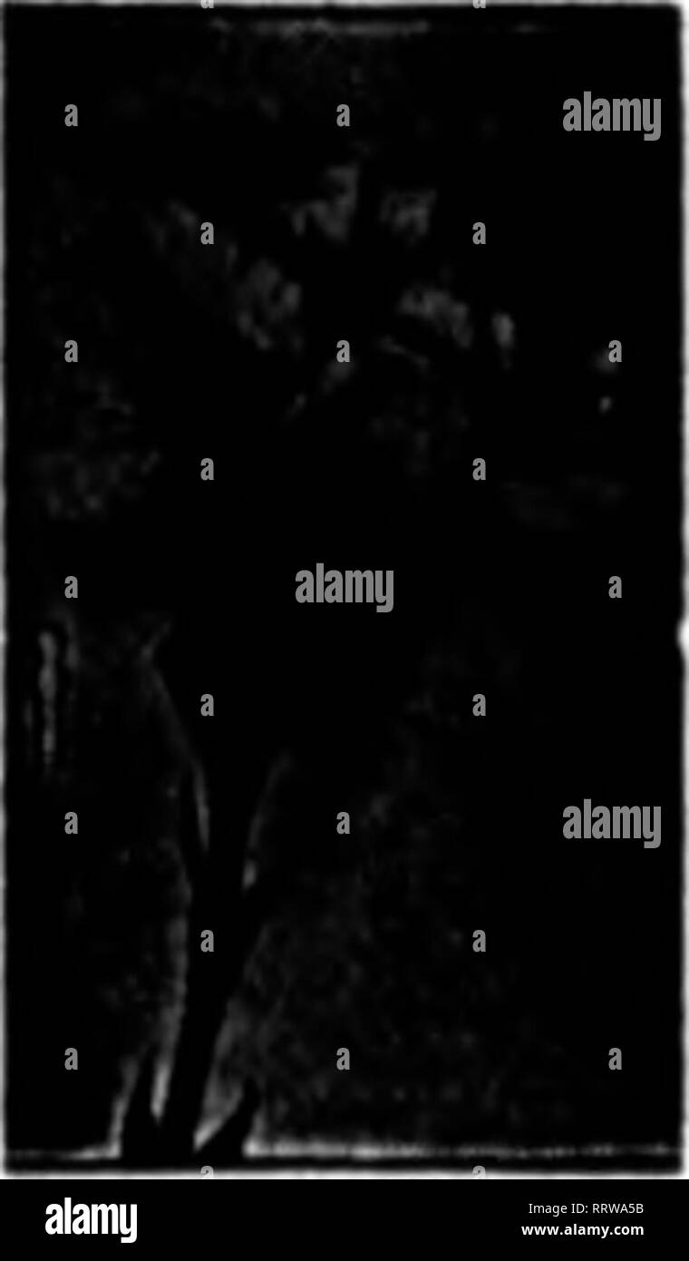 . Fioristi' review [microformati]. Floricoltura. BKFORK AFTEB piastrella fondelli e panchine qualsiasi Qaautity. Molti secondo, tblrd e quarto riordina audace passato 6 anni da parte degli utenti mostrano i risultati. Piastrella per muri e pareti. liand I&GT;file raln (scisti), rettilinea o mista auto lotti. Scrivere per circolare e prezzi. Il camp condotto CO., produttori 306 Marshall offerte.. Cleveland, O. scrivere almeno una volta per prezzi lancio su tutti i tipi di concimi eccezionali prezzi settembre su DABLING'^ grado più alto osso guarire, sangue e Bob&LT;", il sangue dei pori, ecc. Vi manderò oa domanda una copia del "Ofiicial Foto Stock