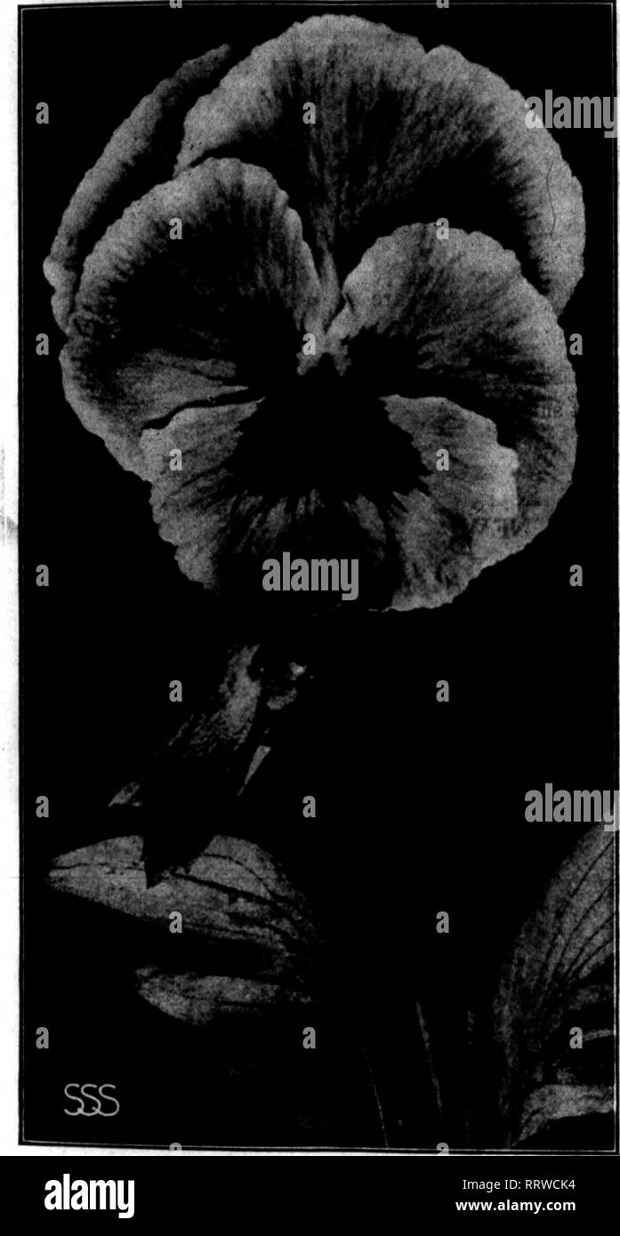 . Fioristi' review [microformati]. Floricoltura. **STOKES" standard miscelati Pansy è il ceppo più raffinati del gigante Fansies è possibile produrre. Si tratta di un mix di tutto ciò che è in più raffinati Fansies dalla Francia, Inghilterra e Germania. È assolutamente impareggiabile nella gamma di colori magnifici, dimensione e sostanza. Pacchetto Commerciale (2000 semi), 50c; % oz., 75c; % oz., $2,75; 1 oz, $5.00; Vi lb., $18.00. Bugnot le superbe spotted. Dimensioni enormi e di grande sostanza ciascun petalo spotted, in esecuzione a Tr. Pkt. Oz. delicate venature sul bordo $0.50 $4.00 Gassier's Oiant spotted. La luce in ombra 40 3.50 Five-Blot Odier Foto Stock