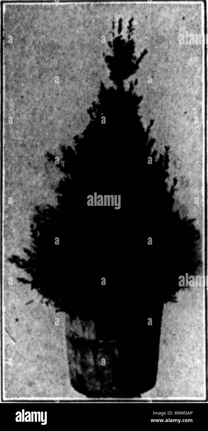 . Fioristi' review [microformati]. Floricoltura. Formato 2 pollici 3 pollici 4 pollici 6-lnch KENTIA FOBSTEBIANA MI^eaves Ht. Ogni 5-lncb, stronR, 6-6 8 pollici, forte, 6-6 9 pollici 6-7 Doz. $ 1,60 2,00 4,60 6.no 9.00 per 100 $12.00 15.00 35.00 .W.OO 4 8- 10-lnch 4-6 12- 14-inrh 4-5 14- 16 pollici 6-6 16- 18 pollici 20- 24 pollici $ 0,75 46- eO-inch 6.00 60-lnch 8.0n esemplari. 6-ft. hl"rh 9.00 esemplari, 7-ft. 6-ln. alta.... 16.00 composta. Ogni 6-lnch, 3 in una pentola, 18 22 ad alta $ 1.00E$1.6" 7-lnch. 3-4 in una pentola. 24-30 alta 2,60 8 pollici. 3-4 in una pentola. 40-46. alta 6.C0 10-lnch, 4-6 in una pentola, 58-60 alta 10.00 1 Foto Stock