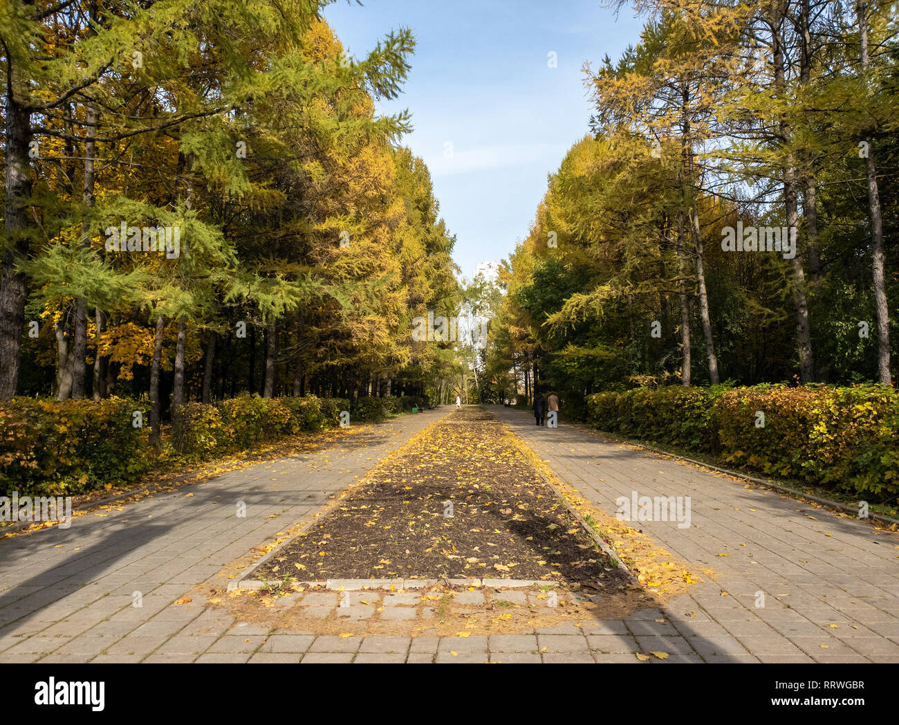 Promenade vicolo in arboretum in Zelenograd a Mosca, Russia Foto Stock