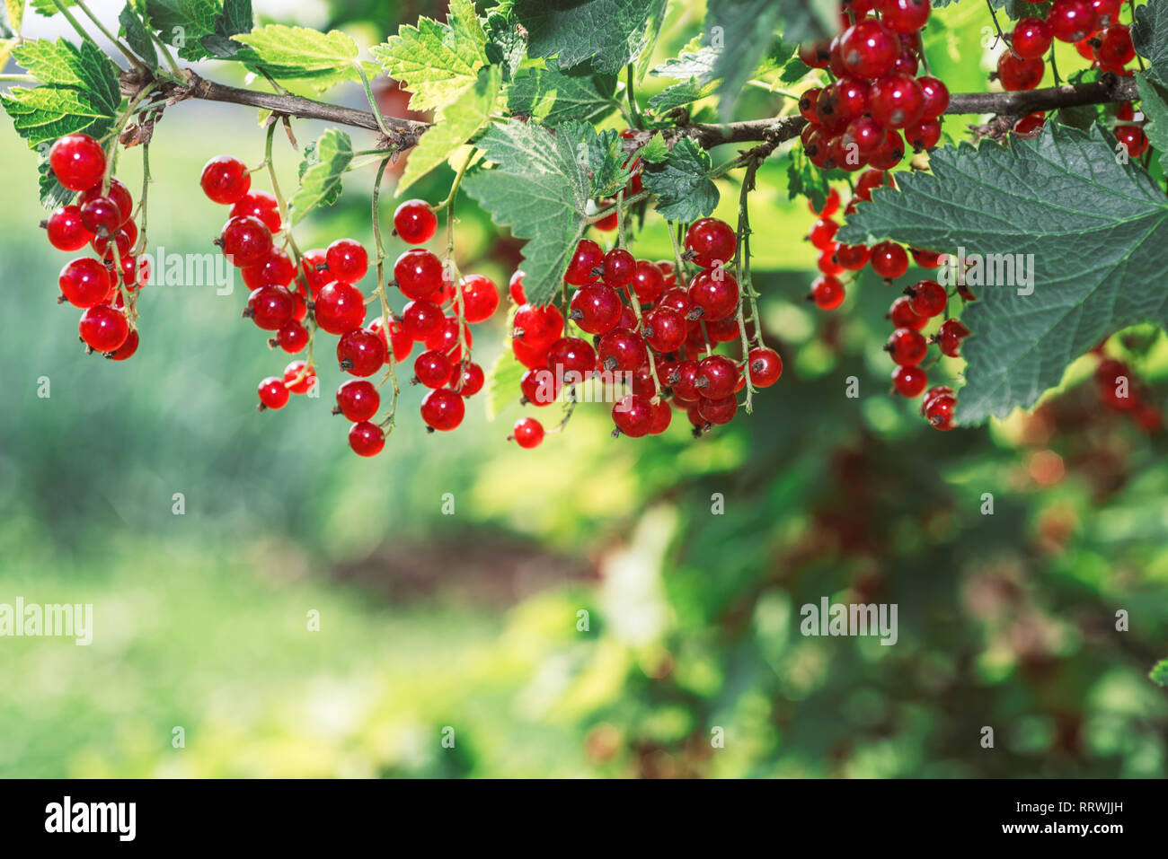 Ribes rosso. Mature e fresche biologiche di ribes rosso bacche crescente Foto Stock