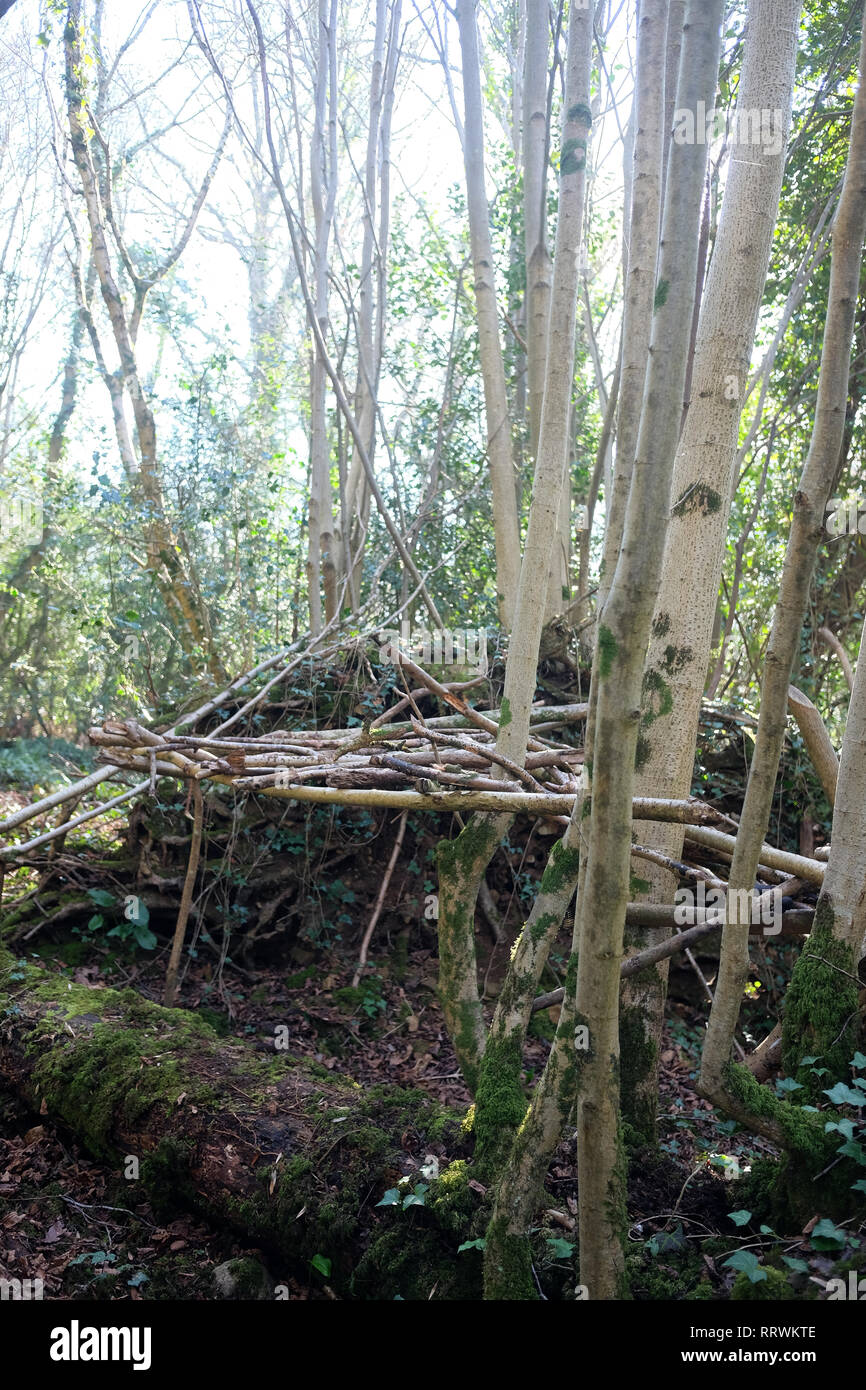 Febbraio 2019 - pali di legno utilizzati per iniziare facendo un rifugio nel bosco. Foto Stock