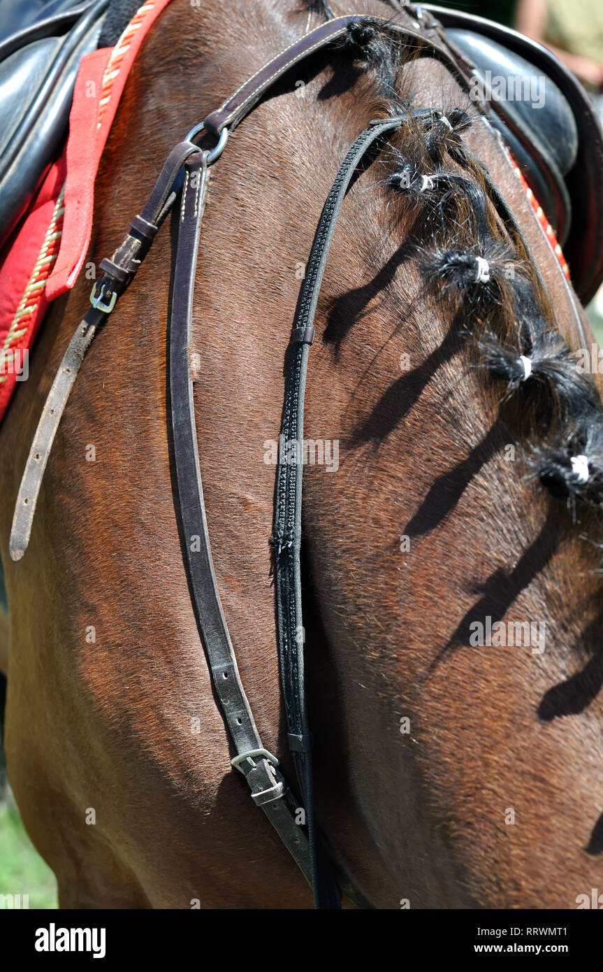 In prossimità di un cavallo cavo, composizione verticale Foto Stock