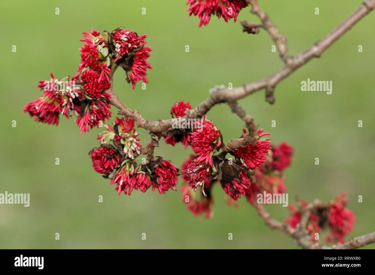 Parrotia persica. Inverno di blumi di Persiano ironwood tree - Gennaio, GIARDINO DEL REGNO UNITO Foto Stock