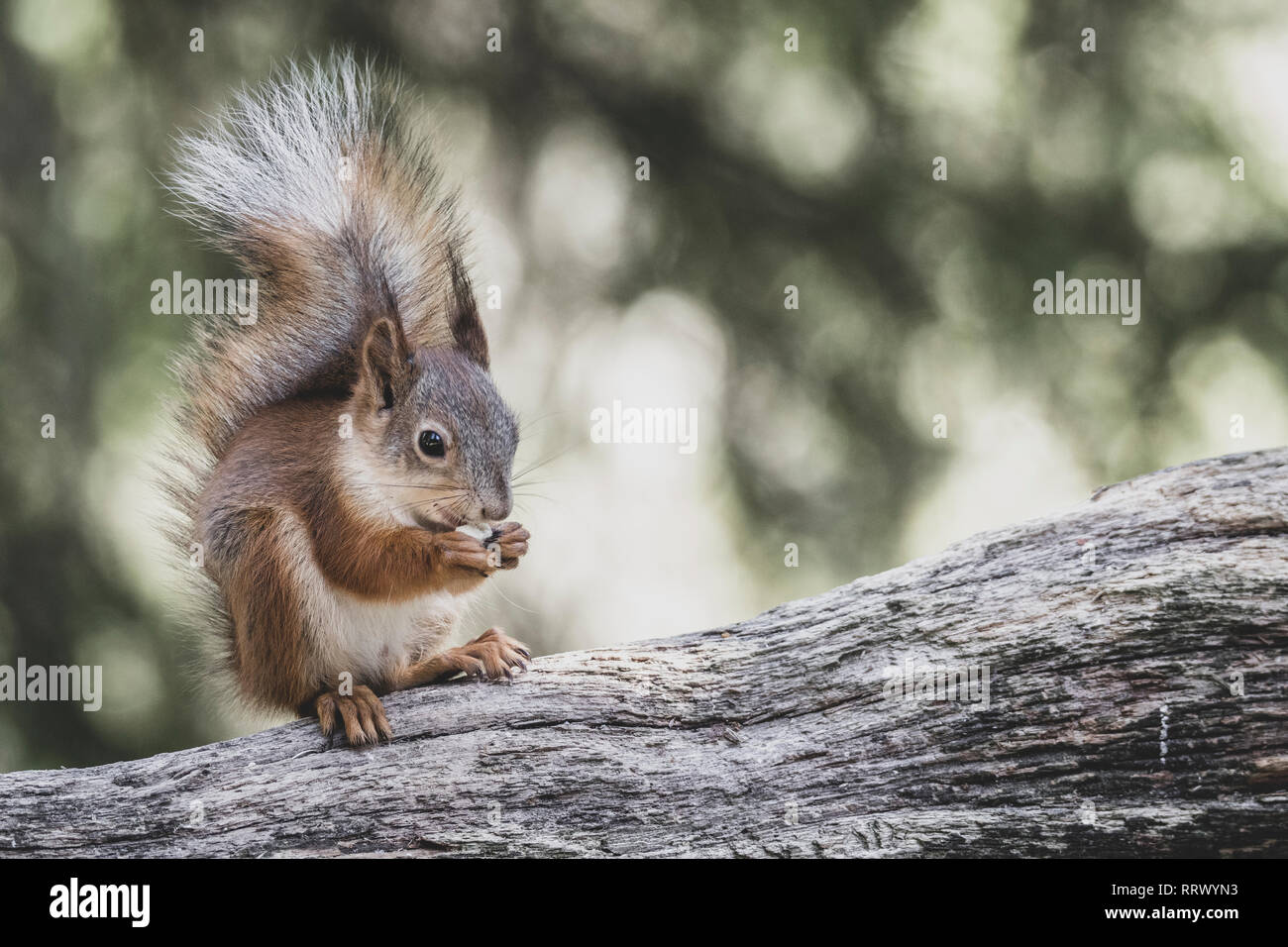 Red scoiattolo (Sciurus vulgaris) mangiando un dado. Foto Stock