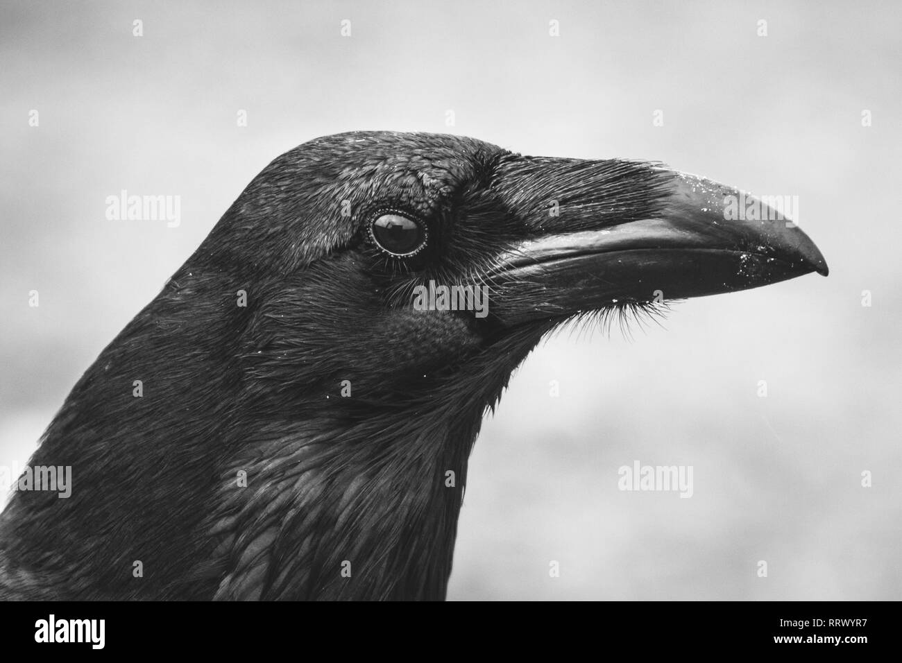 Comune di Corvo Imperiale (Corvus corax) verticale. Foto Stock