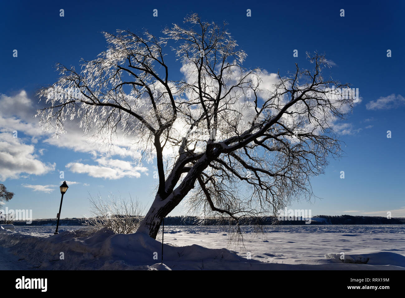 Un albero coperto di ghiaccio dopo la pioggia gelata incandescente al sole in Quebec, Canada con il San Lorenzo al di là del fiume Foto Stock