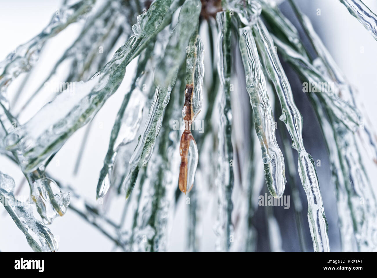 Gli aghi di pino incastrata nel ghiaccio dopo la pioggia gelata in Quebec, Canada Foto Stock