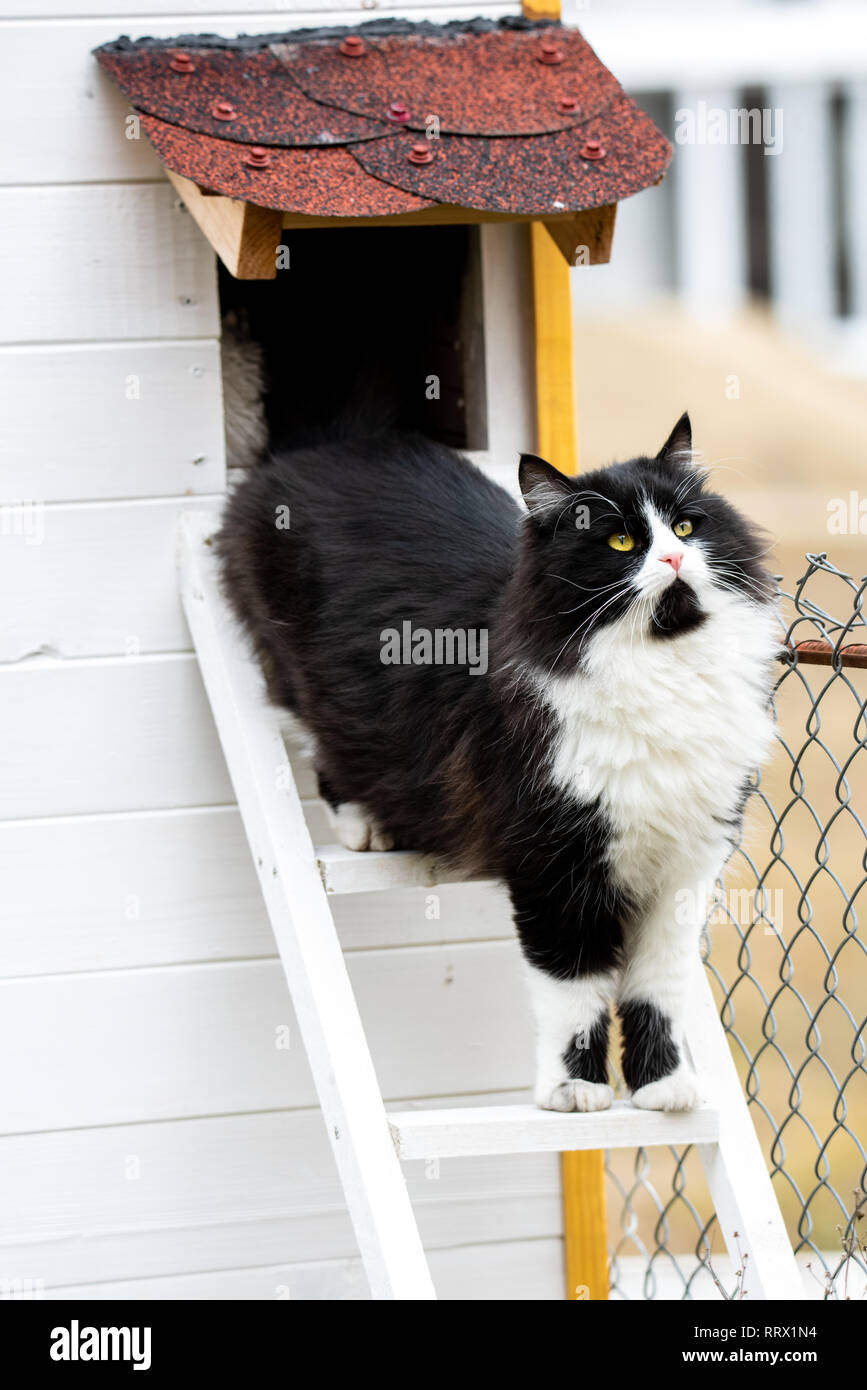 Cat salendo la sua piccola casa giù per la scala. Adorabili kitty guardando in alto Foto Stock