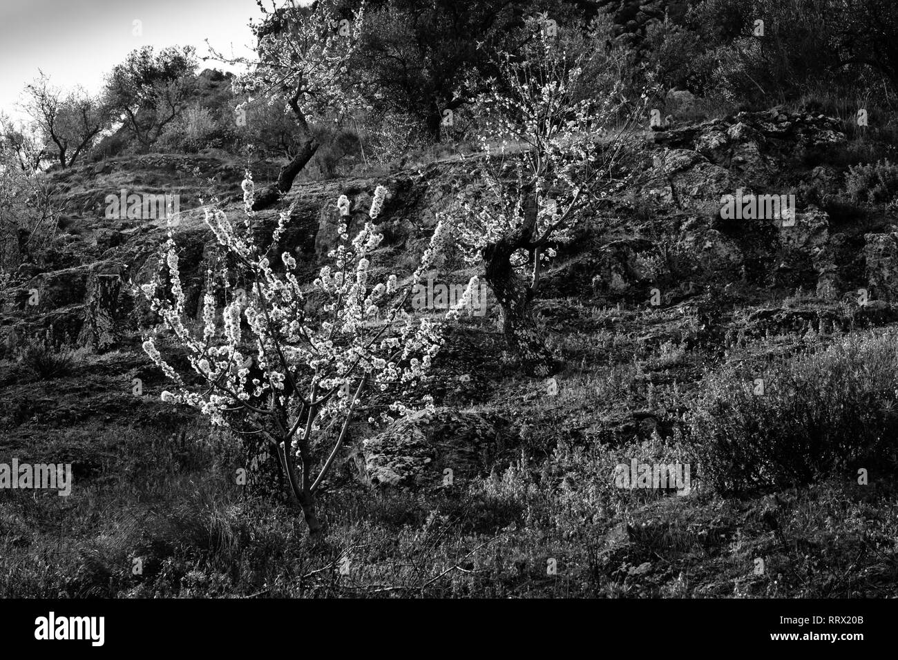 Immagine in bianco e nero. Almond Blossom vicino a La Fuente Gorda riserva naturale, Comares, Axarquia, Malaga, Andalusia, Costa del Sol, Spagna Foto Stock