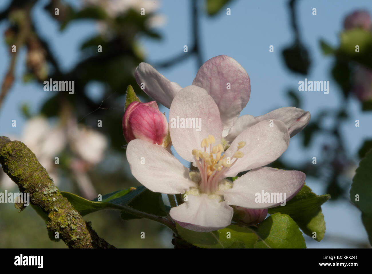 Ampia aprire apple fiore che sboccia con stami e antere visibili con petali di rosa Foto Stock