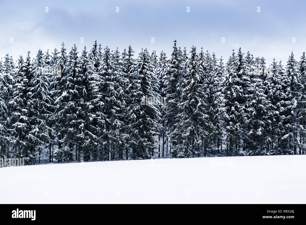 Paesaggio Innevato della coperta di neve alberi in una riga Foto Stock