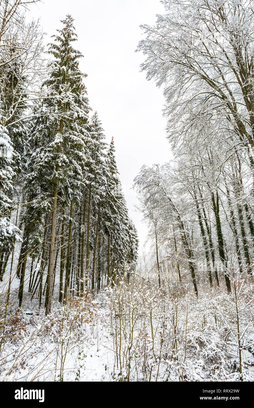 Inverno scena della foresta di coperta di neve alberi Foto Stock