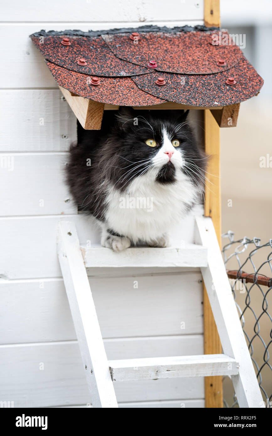 Cat godendo seduto nella sua piccola casa vicino alla scala. Felice adorabili gatti Foto Stock