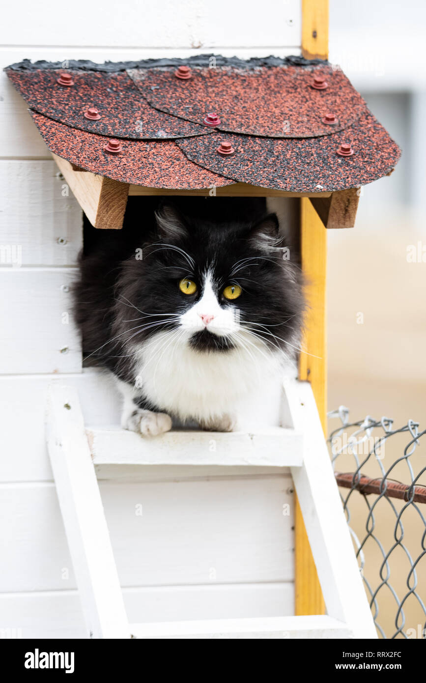 Cat godendo seduto nella sua piccola casa vicino alla scala. Felice adorabili gatti Foto Stock
