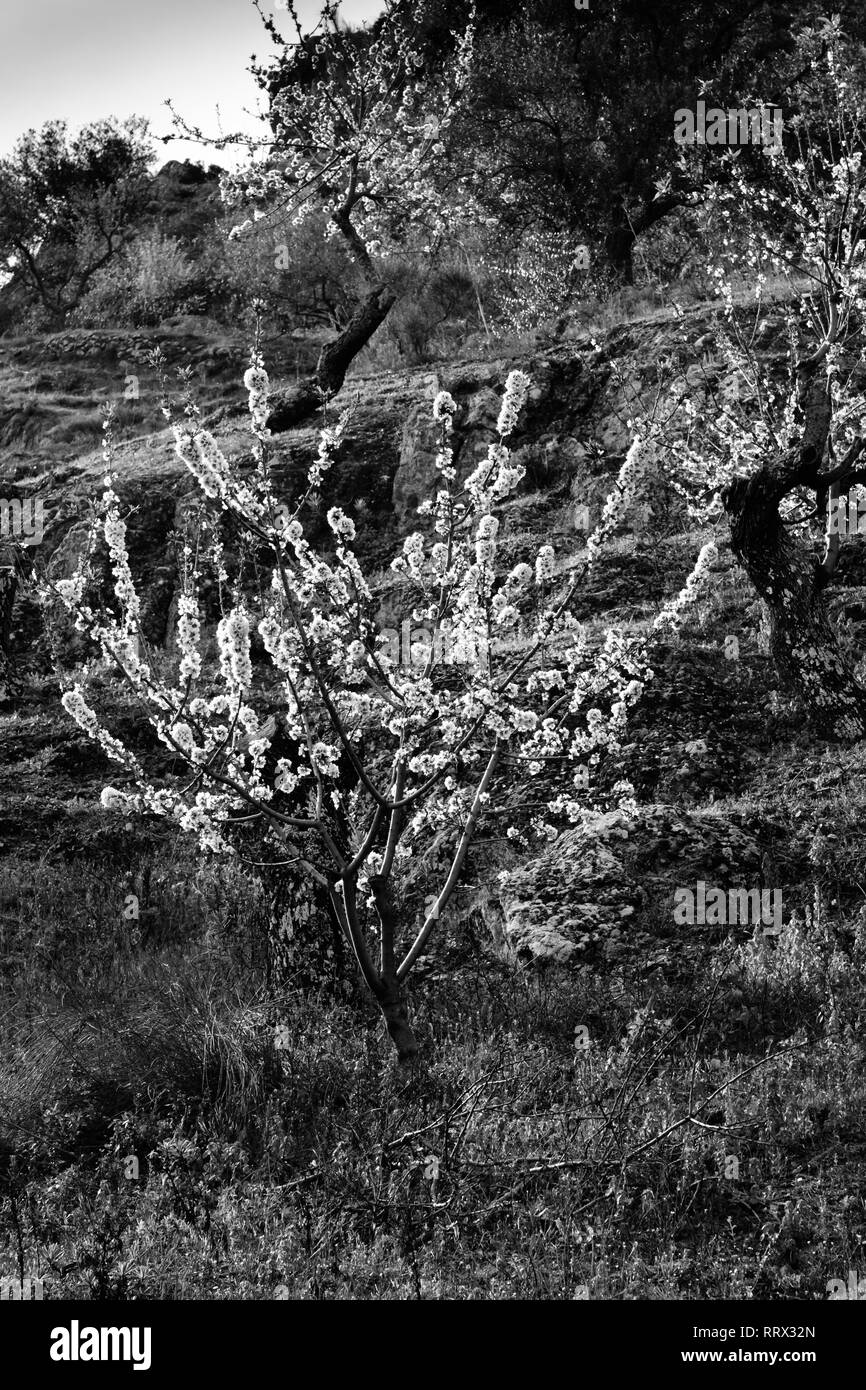 Immagine in bianco e nero. Almond Blossom vicino a La Fuente Gorda riserva naturale, Comares, Axarquia, Malaga, Andalusia, Costa del Sol, Spagna Foto Stock