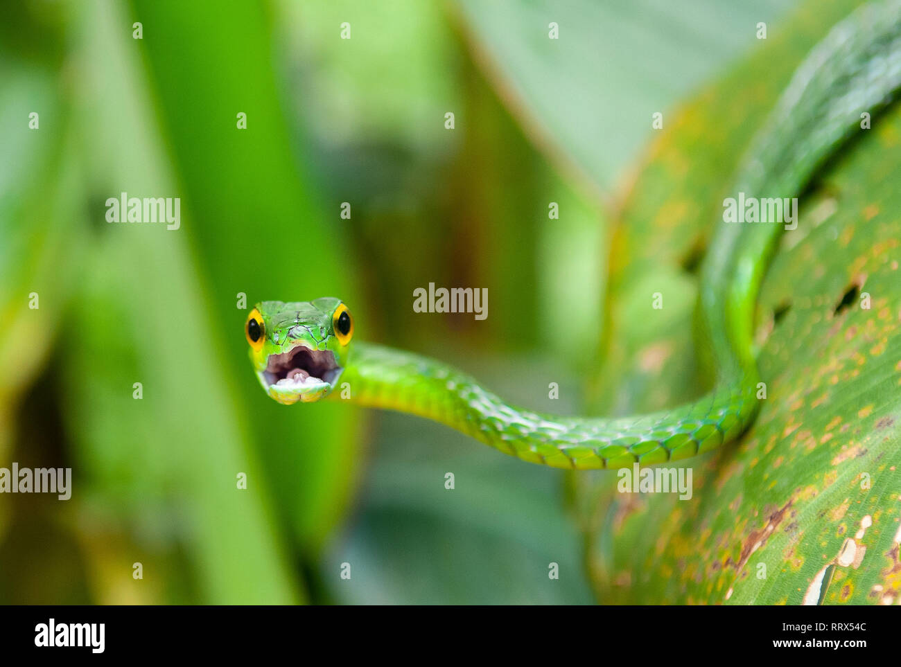 Ritratto di Arborea vitigno verde serpente (Oxybelis Pharomachrus) con bocca aperta all'interno del parco nazionale di Tortuguero, Costa Rica, l'America centrale. Foto Stock