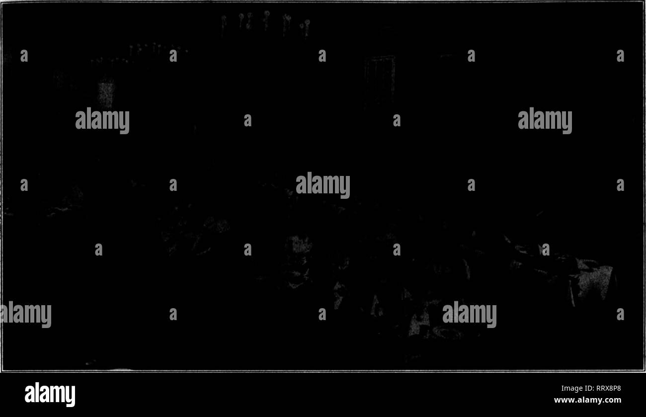 . Fioristi' review [microformati]. Floricoltura. JM-.'^.-r?:,;--^, V.-. "Iqfiw^r. fT^TV^f^^™" ^ ^"^ W. ?/'?^?"^^-^ Makch 13, 1918. ', I fioristi"Review 41. La Illinois State fioristi' Associazione al suo banchetto annuale a Peoria, 4 marzo 1913. Più tardi, ma per garantire buone fiori il piantare dovrebbe essere completato entro la metà o alla fine di giugno. C. W. I.ATE MAMME FOB pentole. La prego di darmi i nomi di iwo o tre delle migliori varietà di chrysan- themums, bianco, rosa e rosso, a crescere come le piante in vaso per fine fioritura. S. B. In bianco si potrebbe provare a White Bon- nafifon, la sig.ra Jerome Jones, bianco Foto Stock