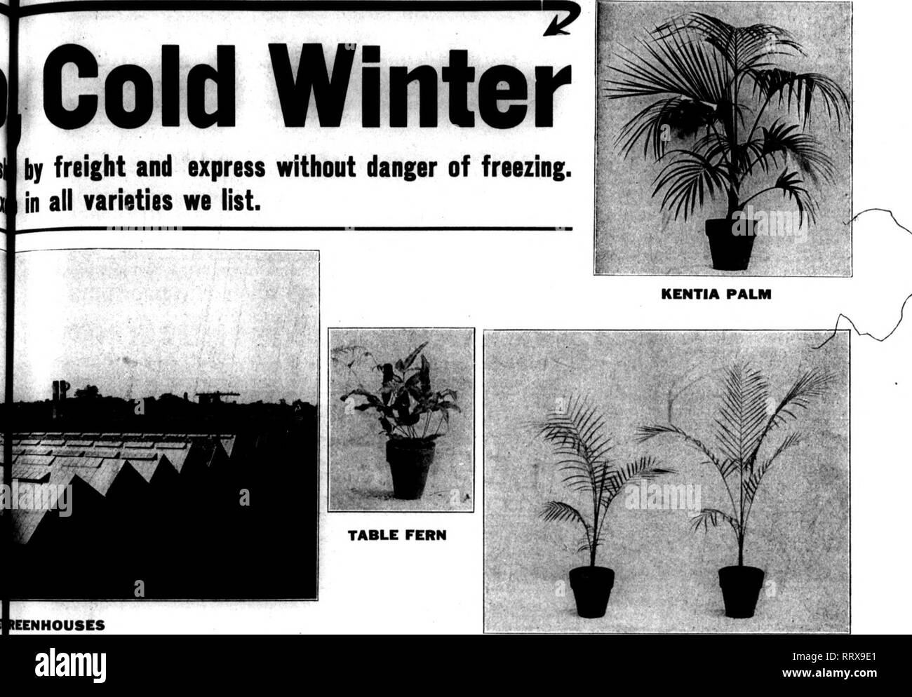 . Fioristi' review [microformati]. Floricoltura. ;',V.-.-[j:^ ;• x'^-'yk^-' w"; "***: L' -v"^ *• T:V^'**?''^t . SKPTEMBBR 26, 1912. I fioristi^ Recensione S3 freddo inverno ..H-RR*-Tif •, Ho da merci e express senza pericolo di congelamento in tutte le varietà che abbiamo elenco.. s KENTIA PALMS CIASCUNO IN TUTTE LE DIMENSIONI DI $1.00 Pot Halcht Par doz. 1.80 Kentia Belmoreana, 3 Pollici $ 2.00 2.00 41 4 pollici 3,00 "" 5 pollici, 22 pollici 9.00 •rdoz. 3.00 tt 6 pollici, 24 pollici 12 OO iRNS tt 6 pollici, 28 pollici 15.00 "* Ogni •inch, $0,50 "" 8 pollici, 50 a eoinchfS 5.00 Kentia Forsteriana, 7 pollici, 48 pollici 3,00 pollice, .75 "4 7-I Foto Stock