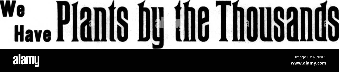 . Fioristi' review [microformati]. Floricoltura. 82 i fioristi' Riesaminare Januaby 9, 1913. SPBINariELD, mass. Il mercato. Il commercio è ancora forte. Vi erano va- rious funzioni sociali, come ad esempio parti, danze, ragazze di Sanfrediano' ricevimenti e nuovo anno di cene in hotel. I fiori sono molto più abbondante di quanto non lo siano state. I GAROFANI sono eccellenti e tutte le varietà di rose sono buoni. Marguer- ites cypripediums e sono ora in vendita. Piante di tutti i tipi di trovare un mercato pronto in questo momento dell'anno. Fiori recisi, asparagi e tutte le altre verdure 'sono abbondanti. Varie note. A. M. Simmons ha inserito la e Foto Stock