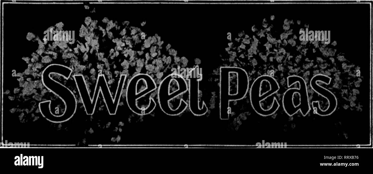 . Fioristi' review [microformati]. Floricoltura. 80 i fioristi^ Mabcu Revisione 6, 1913. Piselli dolci sotto vetro. Piante che sono la fioritura dovrebbe avere una temperatura di notte come vicino a 50 gradi come possibile; meglio avere 48 gradi invece di 52 gradi. Il giorno* tem- peratura, quando è buio e nuvoloso, può avanzare di 8 gradi, e nei giorni di sole 15 gradi, con un abbondanza di aria fresca. Non consentire che le case di diventare caldo e procedere quindi al rush su un sacco di aria, né permettere loro di far fresco e arrestare serrati nello stesso modo. Aprire i ventilatori gradualmente, e chiudere gradualmente. La strada più sicura per t Foto Stock