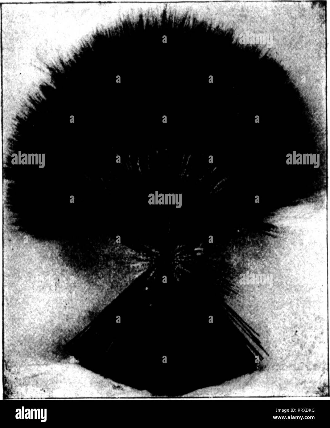 . Fioristi' review [microformati]. Floricoltura. l&GT;;iii(LAitv 20, 1912. Il Settimanale fioristi' Review. 37 covoni di grano. La fabbricazione di covoni di grano è uno dei nostri specialtiea. Questo dipartimento della nostra fabbrica è eguagliato da nessuno nel paese. È splendidamente attrezzato per il preciso ed economico pro- riduzione di covoni di grano. Ci sono autori e pat- entees del solo un covone di grano rendendo dispositivo mai inventato. Un dispositivo usato nella nostra fabbrica soltanto. Ho Kiicli)()Z. No. .Dimensioni Doz luicli. (&Gt;0O 12-in. $0.05 *0,50 G 22-in. $0,45 $ 6.00 CO 13-in. .07 .()0 / 23l--a. 55 6.00 0 MI4-a. .10 .76 s Foto Stock