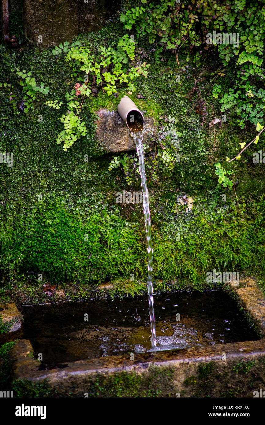 Chiusura del vecchio acqua naturale molla sulla parete di muschio in foresta Foto Stock
