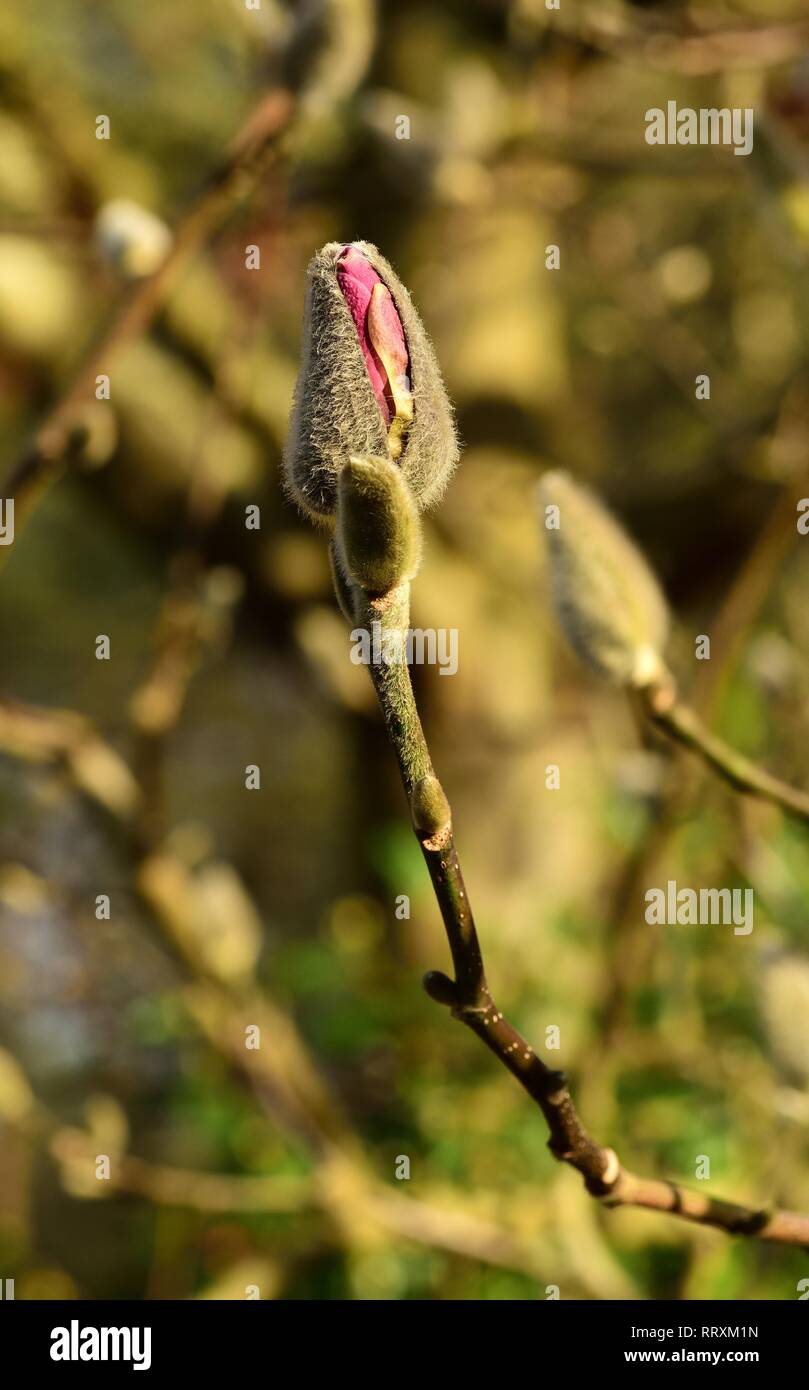 Bocciolo di Magnolia Ian Rosso di Foto Stock