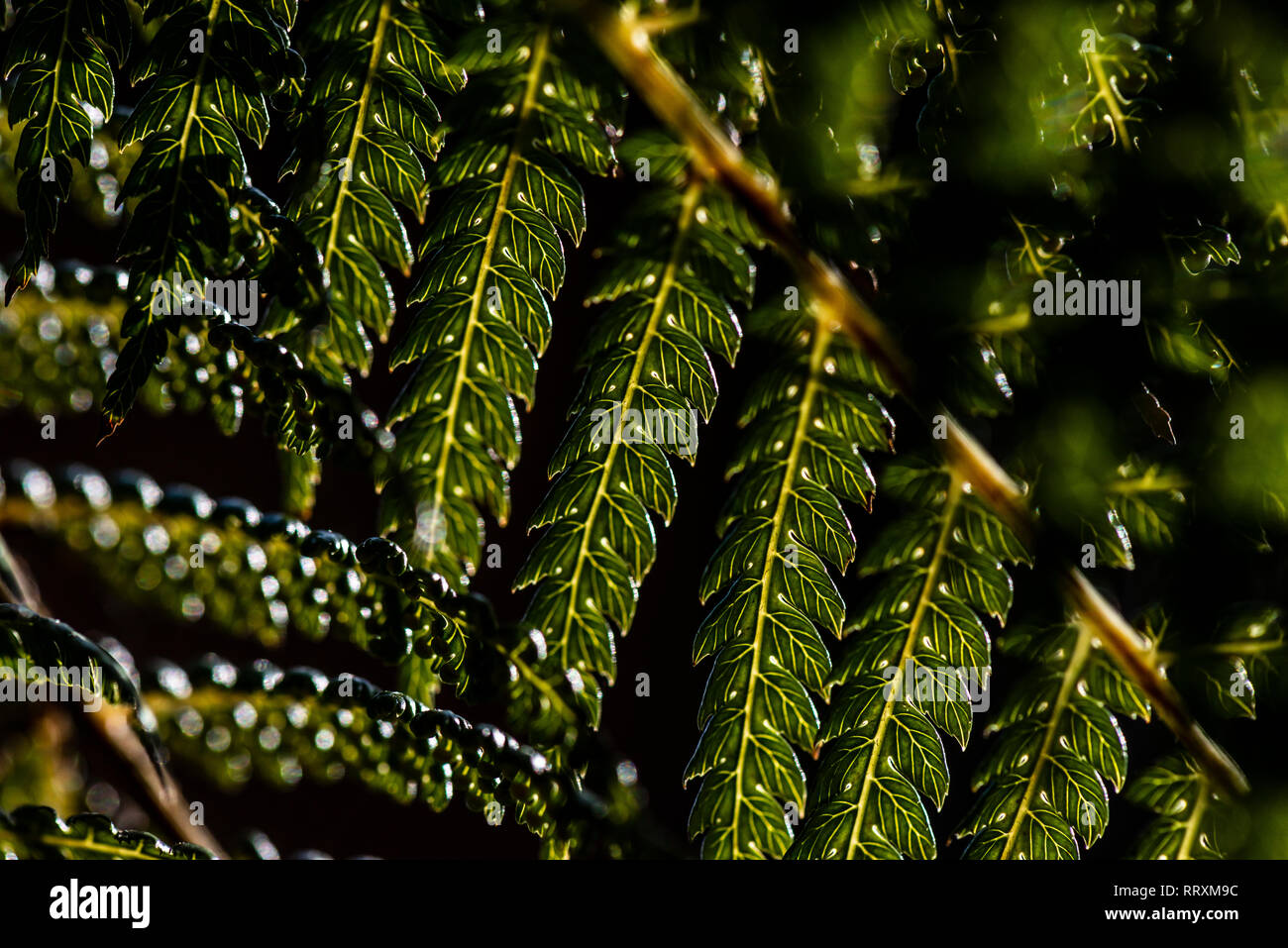 Una chiusura di un albero fern frond Foto Stock