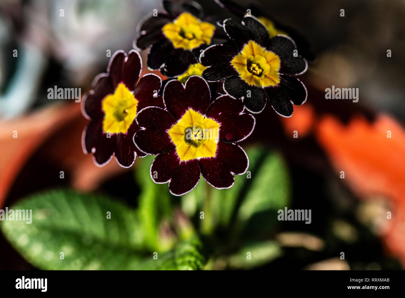 Il rosso scuro e fiori gialli di primrose (Primula) Foto Stock