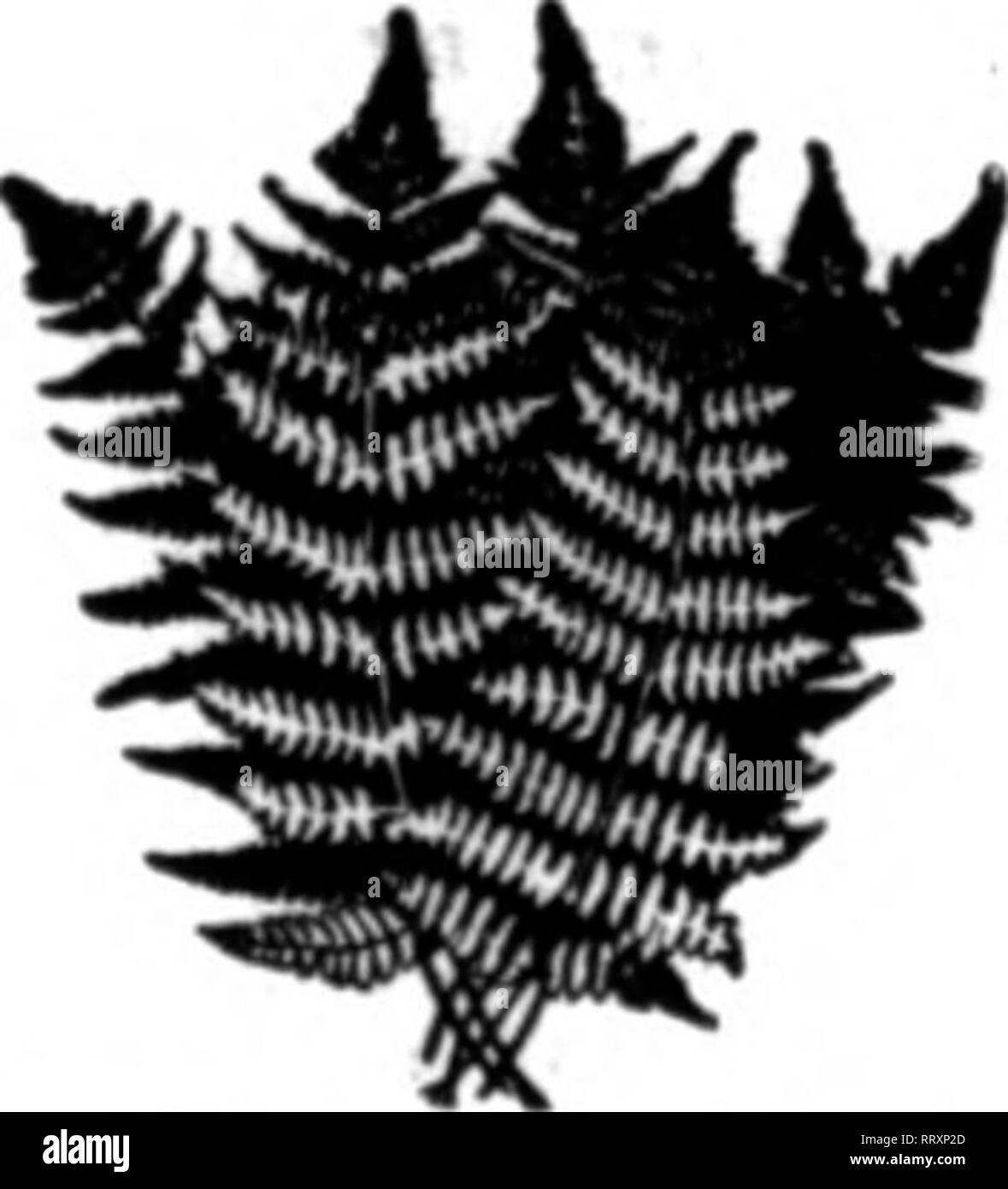 . Fioristi' review [microformati]. Floricoltura. Filo noi, ?Ik park, N. C. BANNER ELK. N. C.. Menzionare il Rerlcw quando yon scrivere. Il pugnale di felci $1.00 per 1000 grandi ordini-darà lo sconto sugli ordini di 6000 e. Provare a noi. N. L. AGRIOGIANIS 13 Bank Street, . Watarhiiry, Conn. Menzionare il BeTlew quando yon scrivere. Foglio OREEN muschio verde lungo i fogli per appendere cesti. ?-?£ '"in&lt;lle $1.00 .5 fasci $ 4.7R 10 fasci 9.00 25 fasci 21.00 Persack l.oo lOsacks 9.00 prezzi su grandi quantitativi quotati su applicazione C. E. CRITCHELL.   - .^ Commissione all'ingrosso fioraio, 34.36 B. TMrd Ava.. CInelitnatl Foto Stock