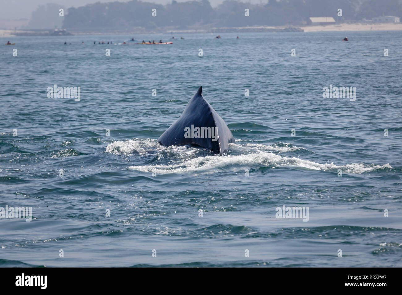 Primo piano della gobba di una balena grigia lungo il San Francisco costa Kayakers pericolosamente vicino Foto Stock