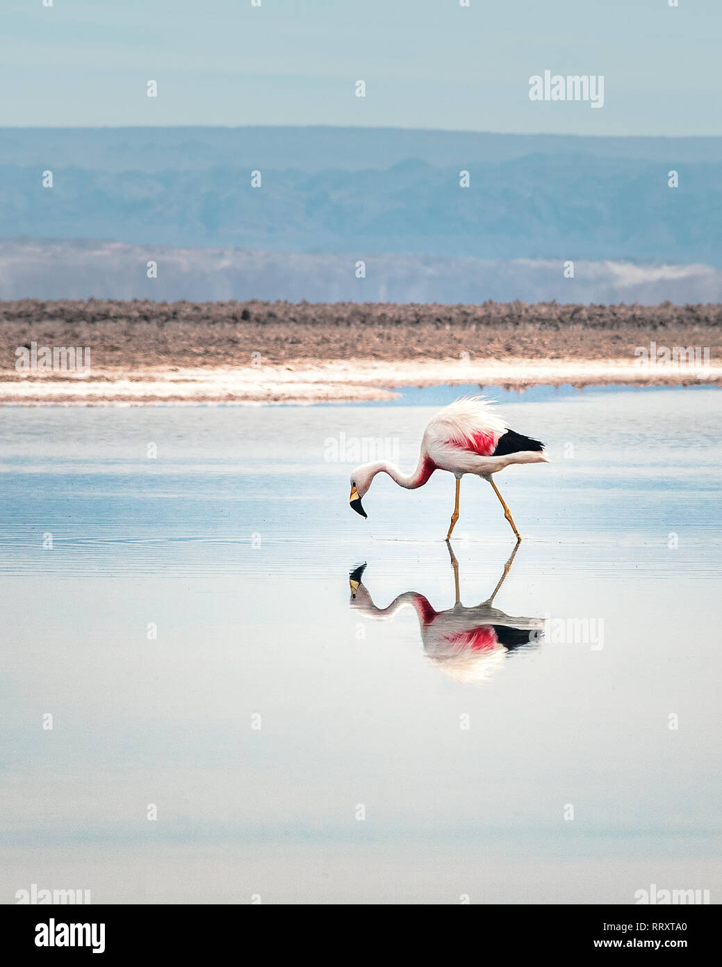 Flamingo riflessione su Chaxa Salar, il Deserto di Atacama - Cile Foto Stock
