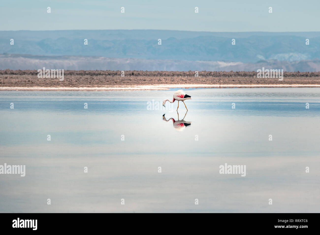 Flamingo riflessione su Chaxa Salar, il Deserto di Atacama - Cile Foto Stock