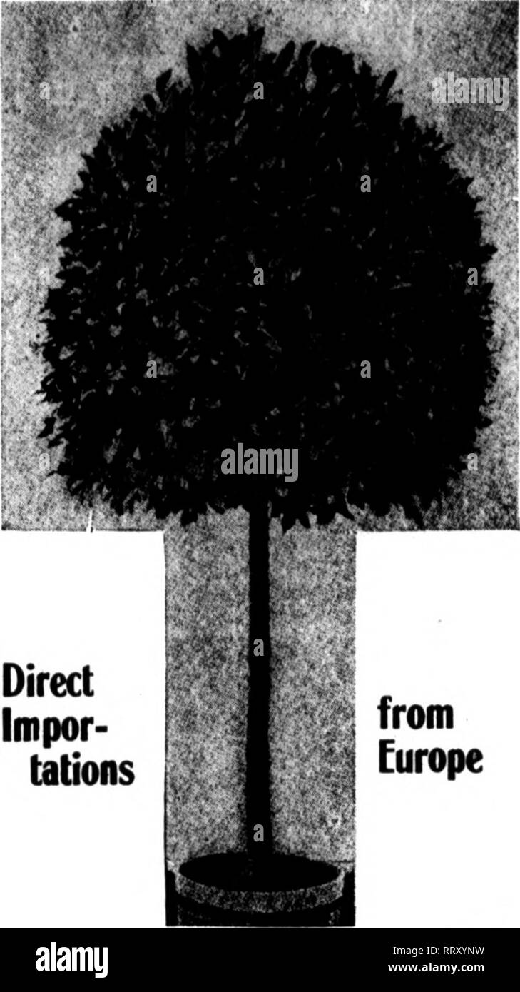 . Fioristi' review [microformati]. Floricoltura. 9 maggio. 1912. Il Settimanale fioristi^ Recensione* 81. Alloggiamento standard alberi prima CARLOAD SOLO IN QUALITÀ DI DIRETTA FINE impor- tation dall Europa prezzi di baia alberi Standard- Ciascuna coppia 22-in. crown $ 5.50 $ 10.00 26-in. crown 7.50 14.00 32-in. crown 9.50 18.00 36-in. crown 10.50 20.00 40-in. crown 14.60 28.00 uno-mezzo standard, 24 a 30-n. stelo, 22-in. crown- Ogni $6.50 Coppia $13.00 Piramidi, selezionato, 6 ft. ALTA- Ogni $9.50 Coppia $18.00. Si prega di notare che queste immagini vengono estratte dalla pagina sottoposta a scansione di immagini che possono essere state migliorate digitalmente per la leggibilità - Foto Stock