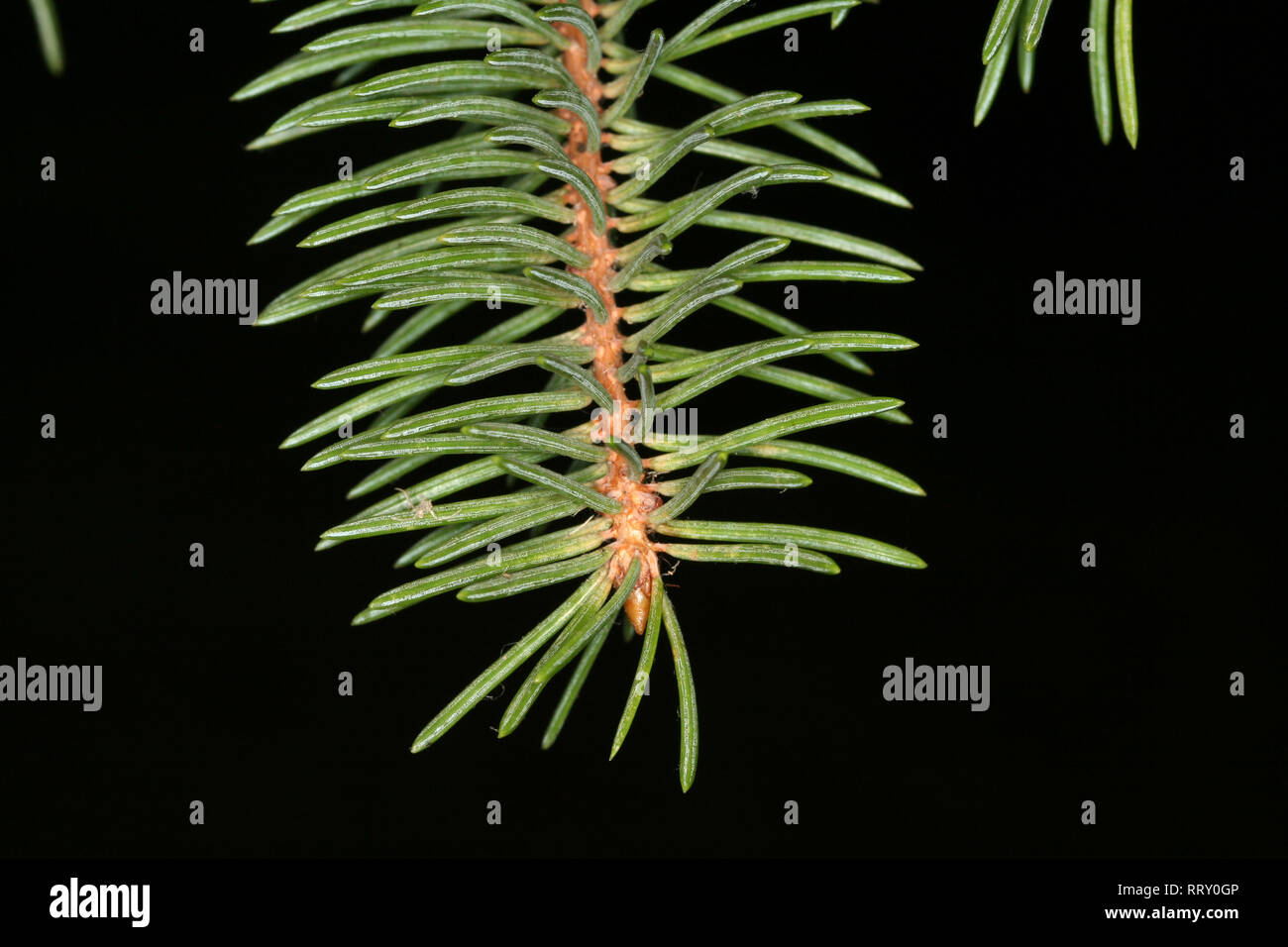 Silver spruce Picea pungens ago in vista ravvicinata su sfondo scuro Foto Stock