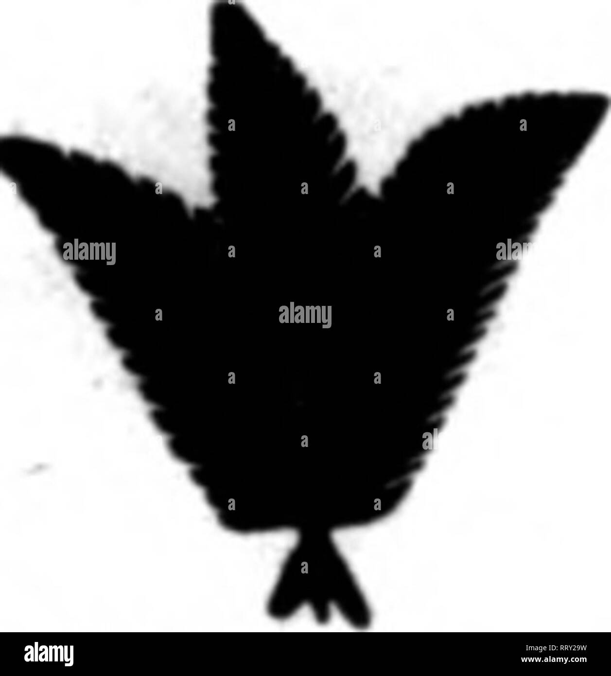 . Fioristi' review [microformati]. Floricoltura. -V-'%'yv."-"-????;&GT;*••- 32 Il Settimanale fioristi^ Recensione* pebbcahy s. 1912 Felci Galax Moss quartier generale per sud selvaggio SMILAX $3.00, $4.00, $5.00 per caso. JSm^r Fancy Varna per 100 20c per 1000 $1.76 6r","n e Bronx* L"uootIio" spray per 100 50c per 1000 5.00 Bronzo &LT;3alaz Loavos Per 1000 $1.00 per 10.000 7.50 gemiamo Galax L"Avon per 1000 11,00 Per 10.000 7.50 Bosso Per libbra 20c al caso di 60 libbre $6.50 al caso di 100 lbs $12.00 I Messicani-^y per 100 75c per 1000 6.00 verde muschio Blieet Perbundle $1.00 lObundles 9.00 25 fasci $21.00 ?r Foto Stock