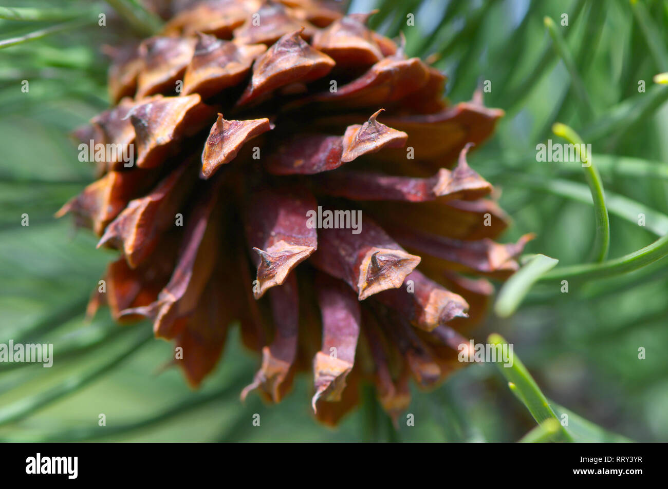 Close-up guarda una ponderosa (Pinus) pigna sull'albero. Foto Stock