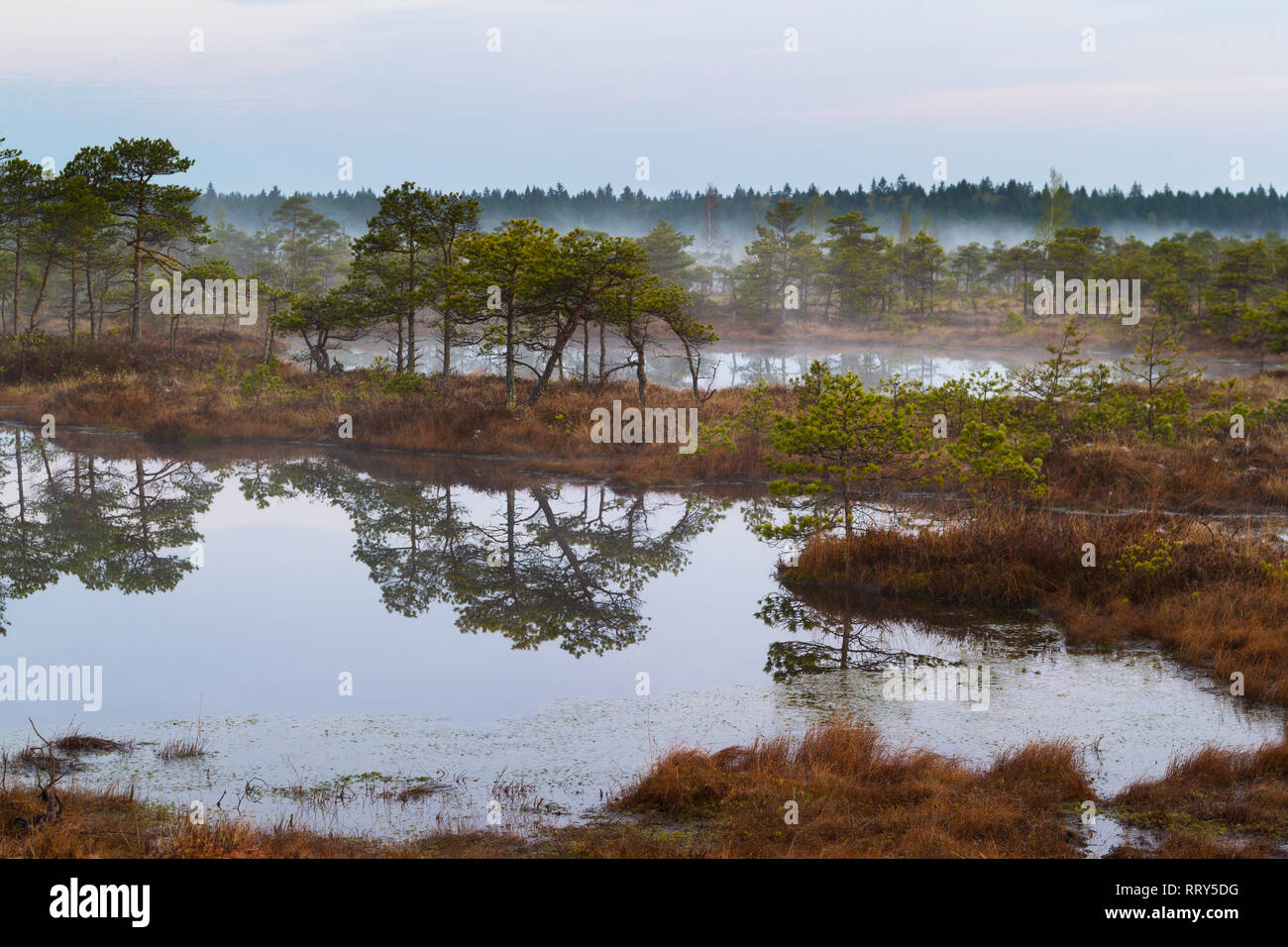 Vista panoramica di una palude nebbiosi in una mattinata Foto Stock