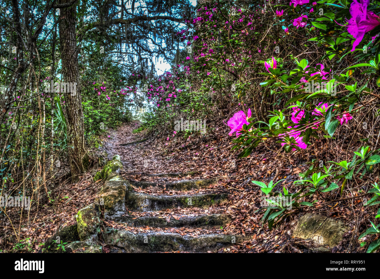 Rivestito di fiori sentiero conduce l'escursionista per i loro obiettivi Foto Stock